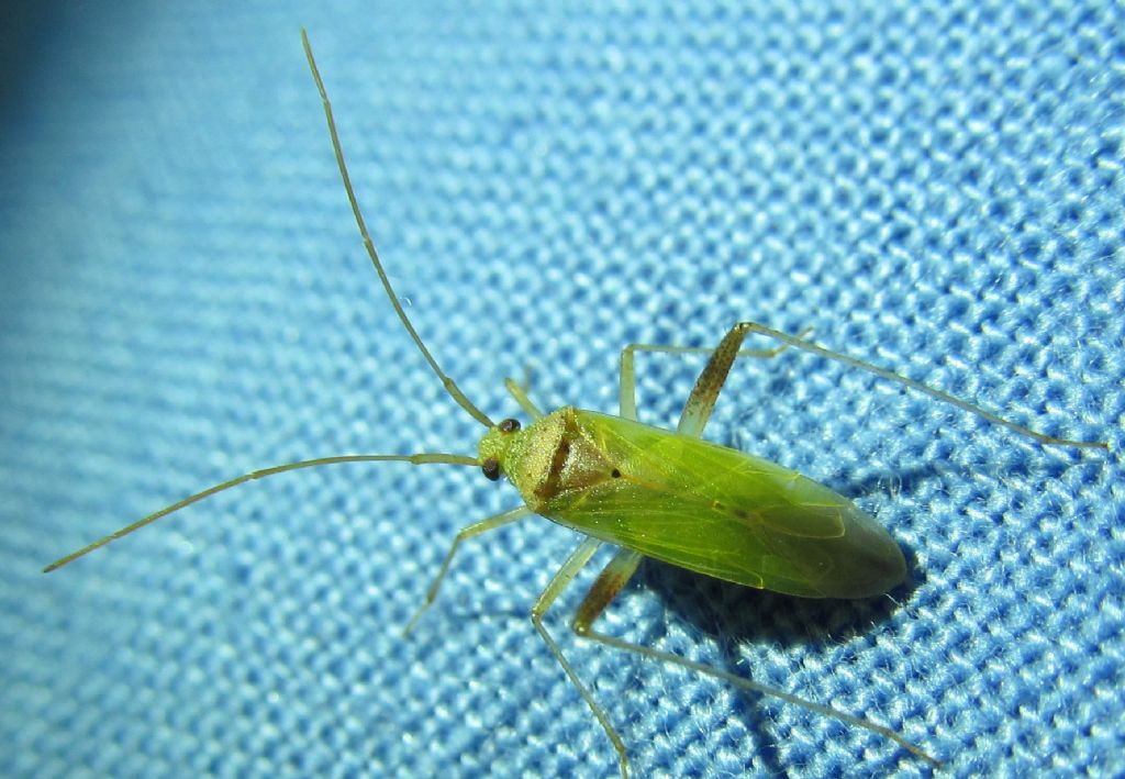 Miridae:Creontiades pallidus della Turchia